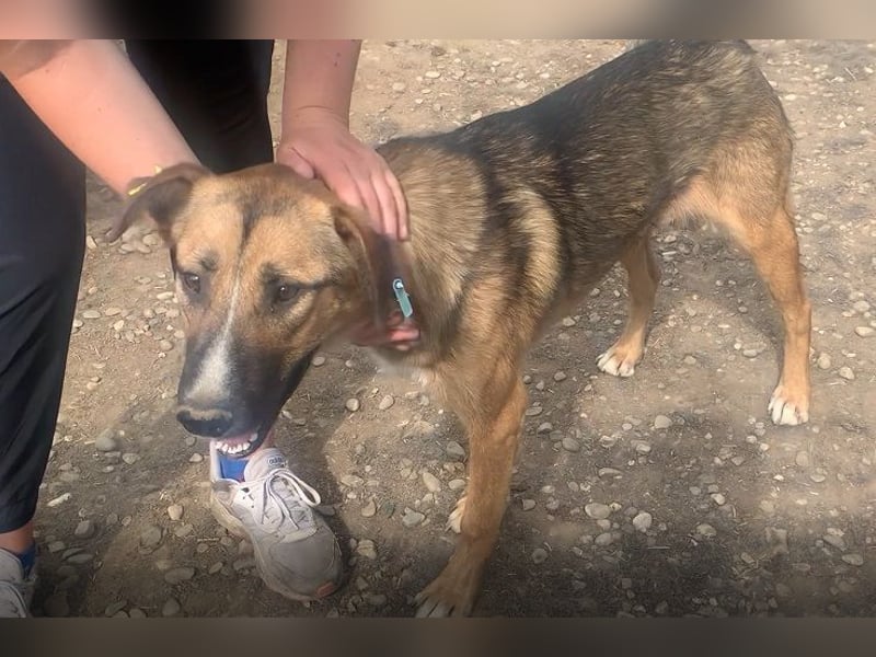 ♥KASPER♥ verschmuster, sehr menschenbezogener Rüde; er möchte so gerne die Welt kennenlernen 62 cm