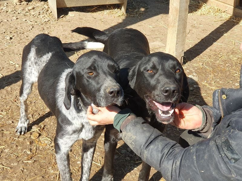 ♥OBELIX♥ ganz menschenbezogener und zutraulicher Pointer-Mix-Junghund 61 cm