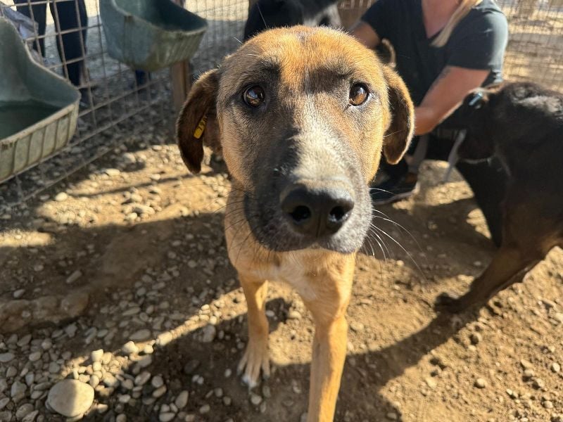 ♥KASPER♥ verschmuster, sehr menschenbezogener Rüde; er möchte so gerne die Welt kennenlernen 62 cm