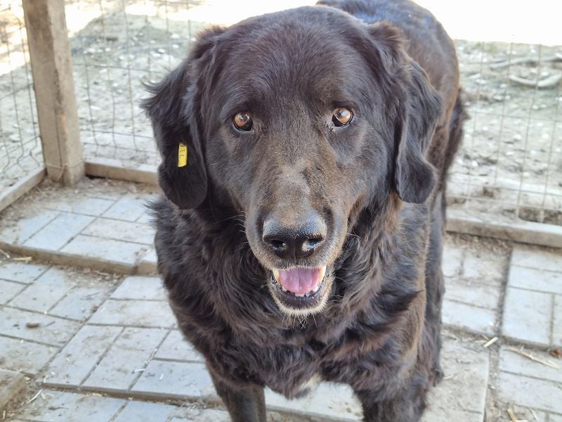 ♥BRAVEHEART♥ so menschenbezogener, dankbarer großer Rüde - ein Lämmchen im Hundekörper 65 cm
