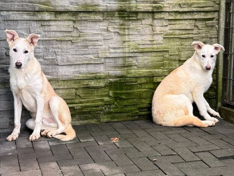 ♥SEPPI♥ auf Pflegestelle bei Köln - süßer, ganz lieber, etwas unsicherer Junior 63 cm