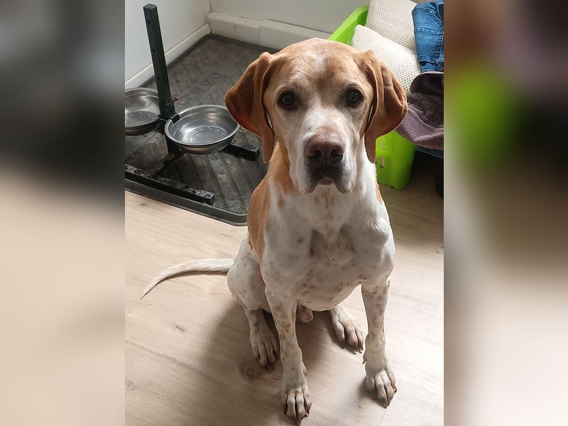 ♥BEAU♥ verliert sein Zuhause in GE-verschmuster, ganz fitter,gut erzogener Labrador-PointerRüde 63cm
