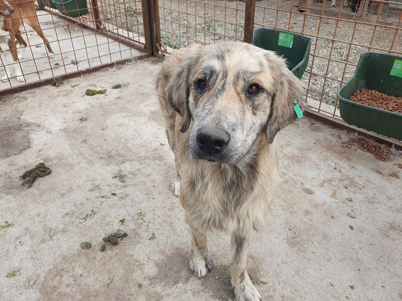 ♥ANNA♥ wunderschöne, große, sanfte und ruhige Hündin 63 cm