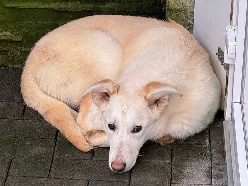 ♥SINA♥ auf Pflegestelle bei Köln - zuckersüße, ganz liebe, noch etwas unsichere Juniorin 61 cm