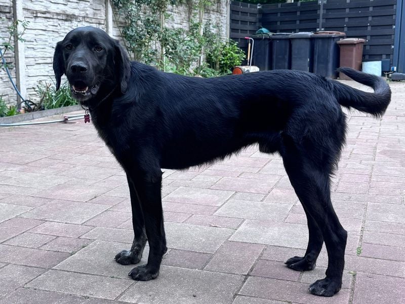 ♥OBELIX♥ neu auf Pflegestelle bei Köln - verschmuster, wahnsinnig toller Traumhund 62 cm