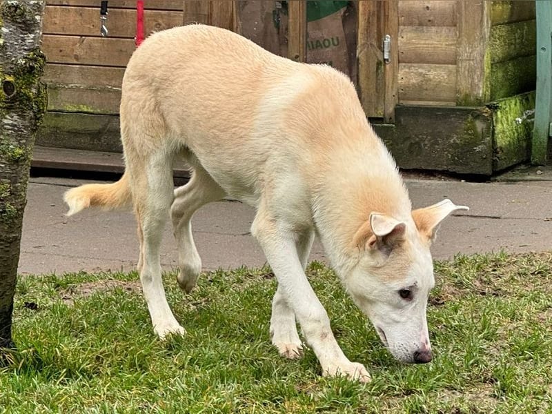 ♥SEPPI♥ auf Pflegestelle bei Köln - süßer, ganz lieber, etwas unsicherer Junior 63 cm