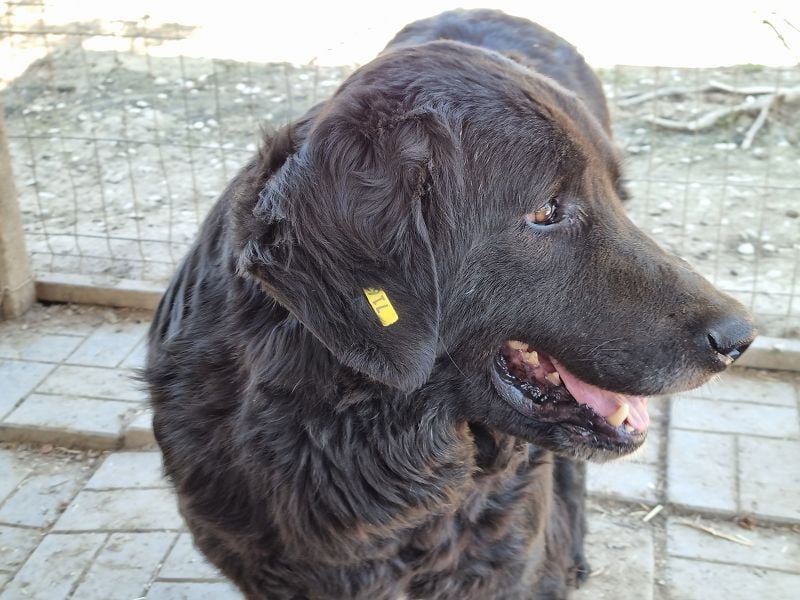 ♥BRAVEHEART♥ so menschenbezogener, dankbarer großer Rüde - ein Lämmchen im Hundekörper 65 cm