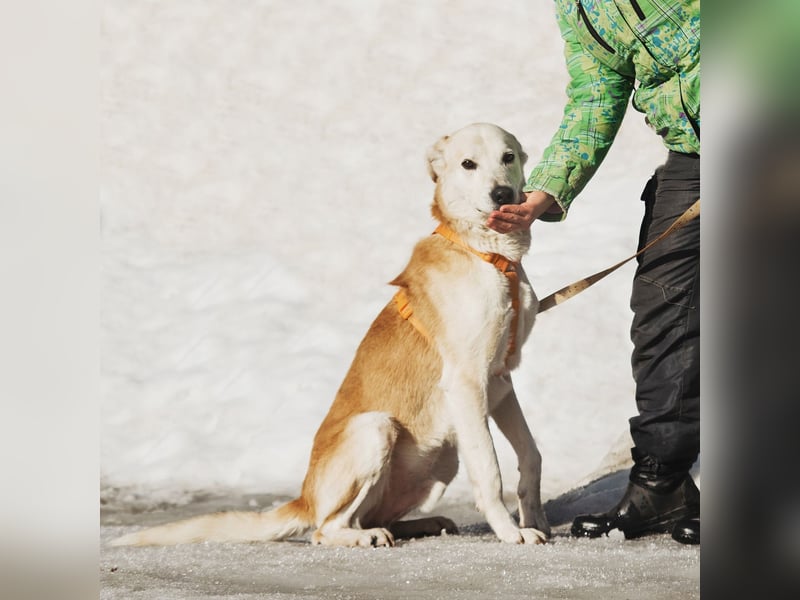 Großer Hund mit großem Herz sucht seine Chance