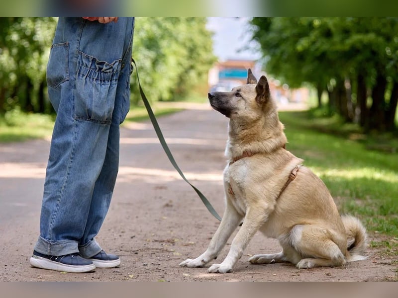 Intelligenter Zeus ❤️ sucht aktive Menschen