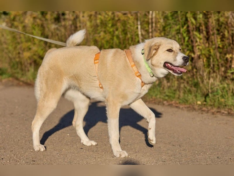 Intelligente und menschenbezogene Kaia ❤️ sucht ein eigenes Zuhause
