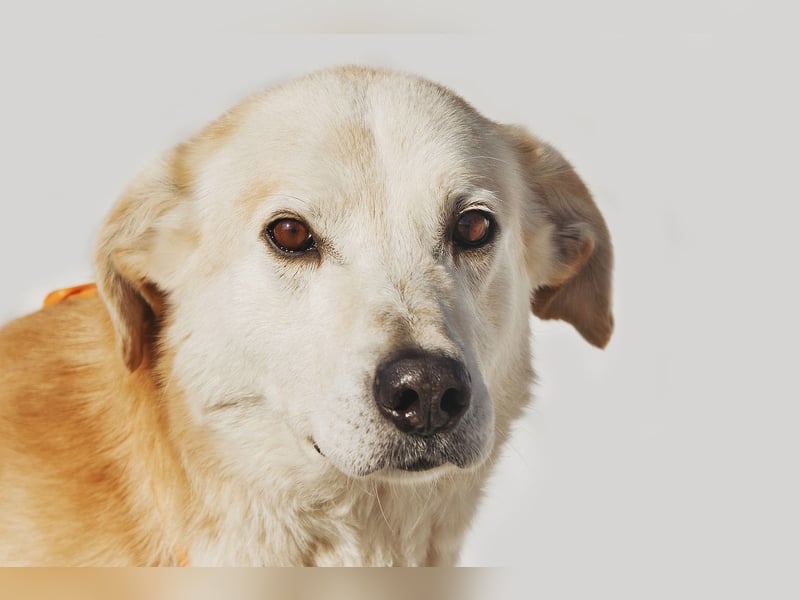 Großer Hund mit großem Herz sucht seine Chance