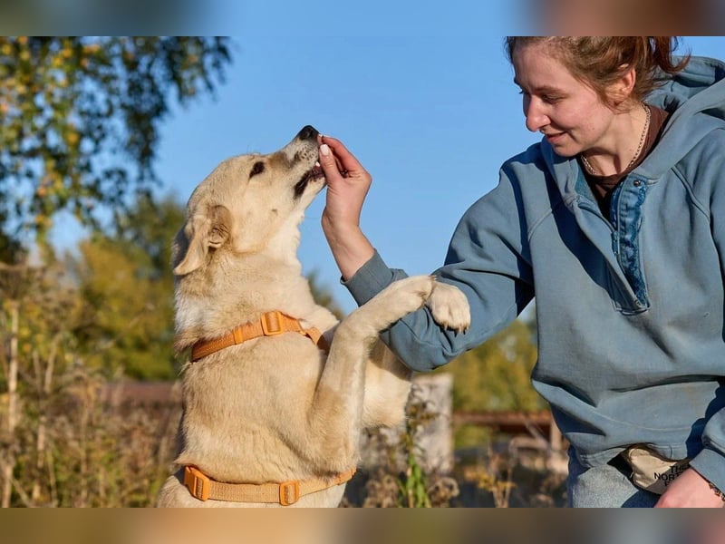 Intelligente und menschenbezogene Kaia ❤️ sucht ein eigenes Zuhause