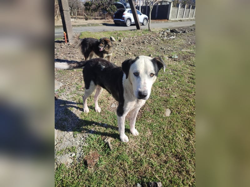 Liebenswerter Pluto ❤️ sucht sein Zuhause