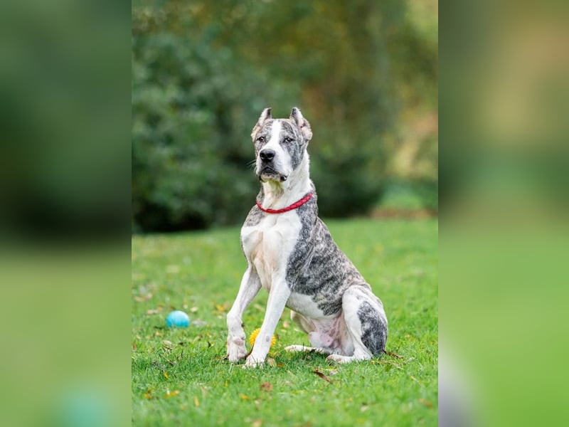 Großer Tierschutzrüde Morris ❤️ (in Aitrang) sucht freundliches Zuhause