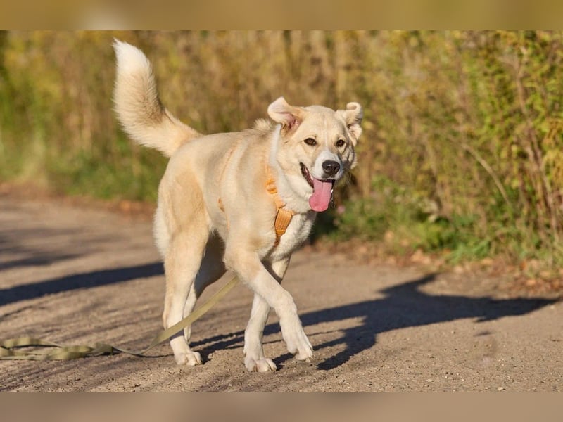 Intelligente und menschenbezogene Kaia ❤️ sucht ein eigenes Zuhause