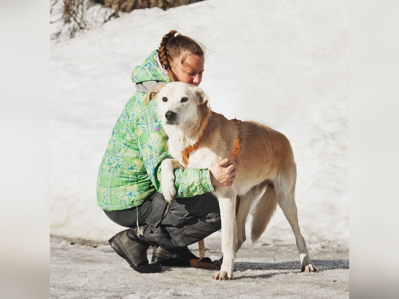 Großer Hund mit großem Herz sucht seine Chance