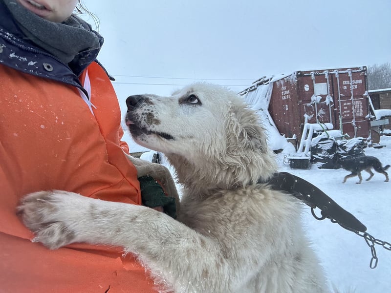 Wunderschöne Hündin Ursa❤️sucht ihre Menschen