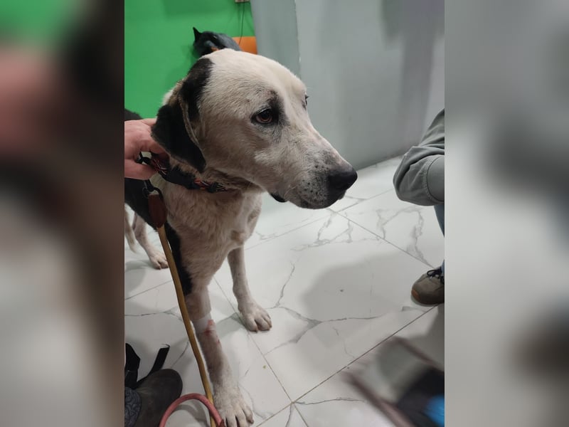 Liebenswerter Pluto ❤️ sucht sein Zuhause