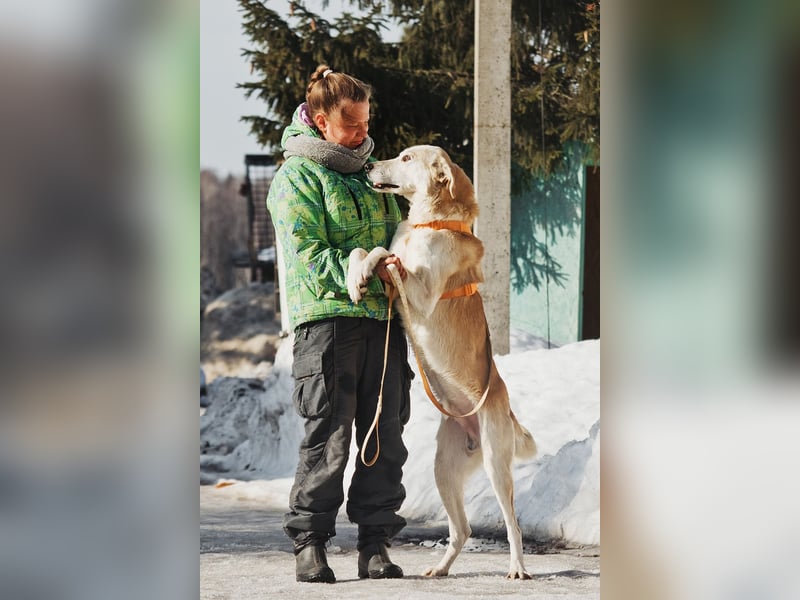 Großer Hund mit großem Herz sucht seine Chance