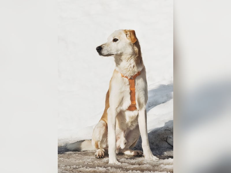 Großer Hund mit großem Herz sucht seine Chance