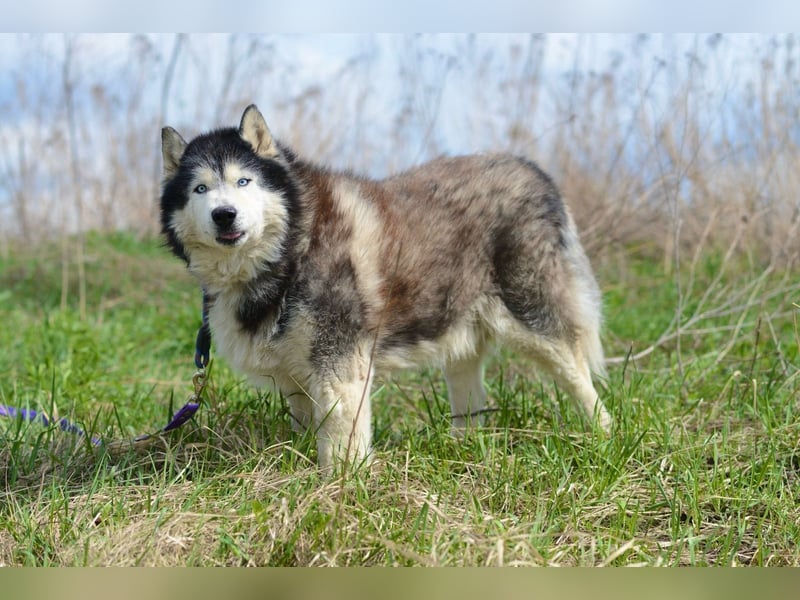Nord ❤️ ein liebevoller Senior auf der Suche nach seinem Glück