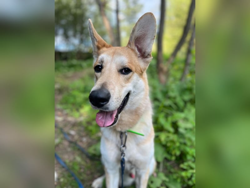 Aktiver und menschenbezogener Rüde Dukat ❤️ sucht Zuhause