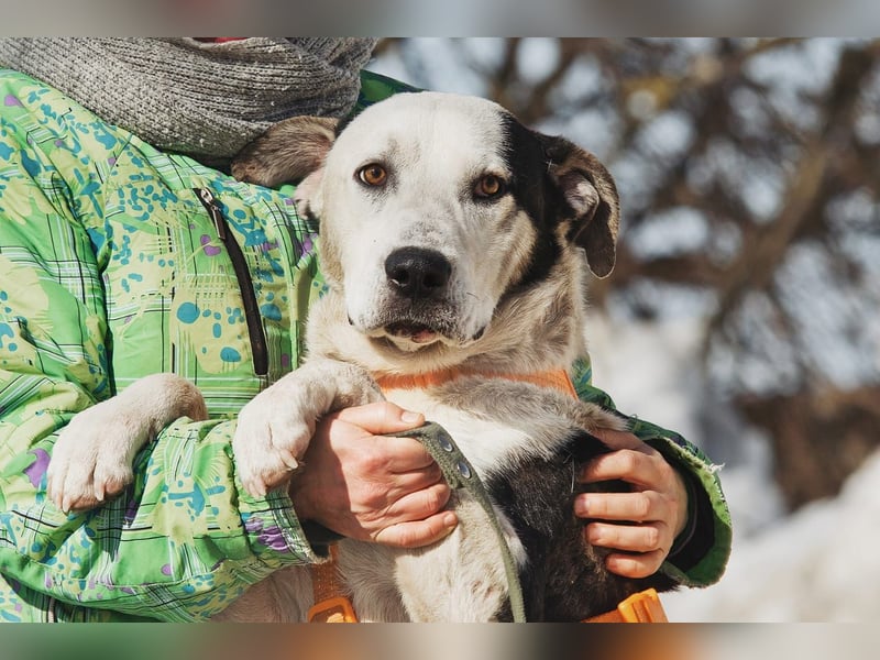 Liebenswerter Pluto ❤️ sucht sein Zuhause