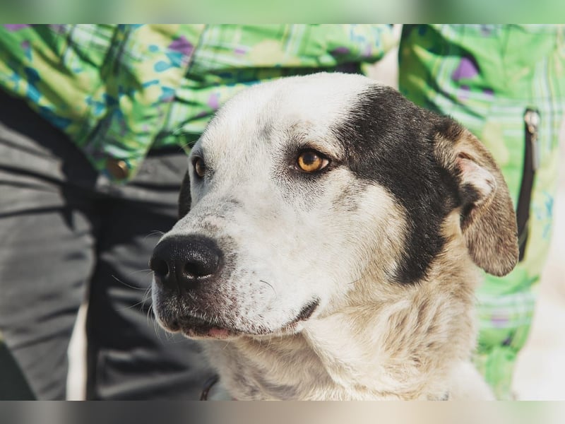 Liebenswerter Pluto ❤️ sucht sein Zuhause