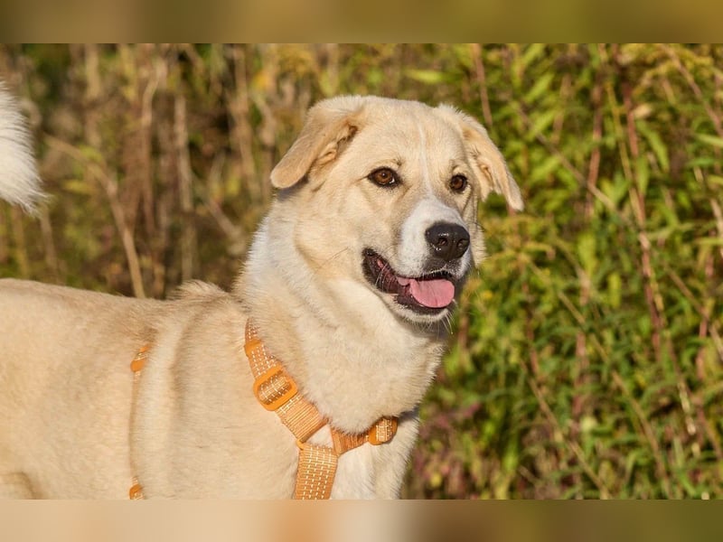 Intelligente und menschenbezogene Kaia ❤️ sucht ein eigenes Zuhause