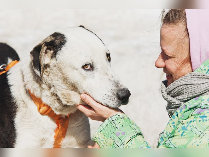 Liebenswerter Pluto ❤️ sucht sein Zuhause