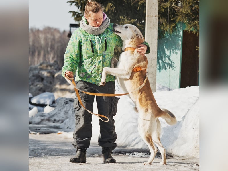 Großer Hund mit großem Herz sucht seine Chance