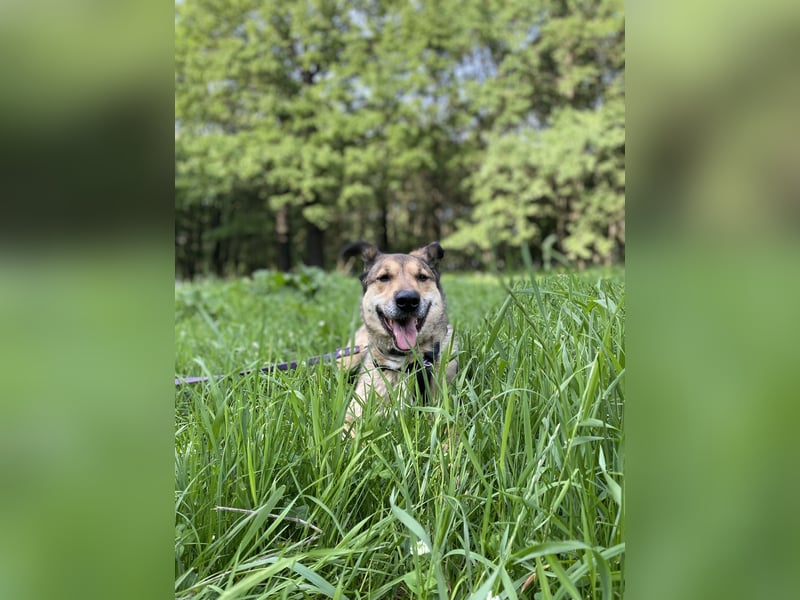 Ruhige Pavelica ❤️ sucht liebevolles Zuhause