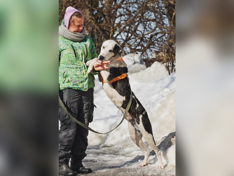 Liebenswerter Pluto ❤️ sucht sein Zuhause