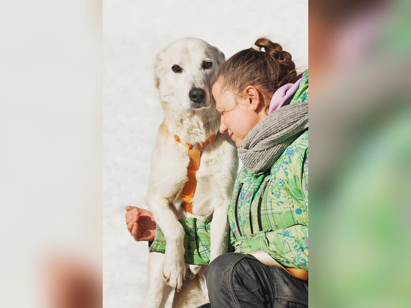 Großer Hund mit großem Herz sucht seine Chance