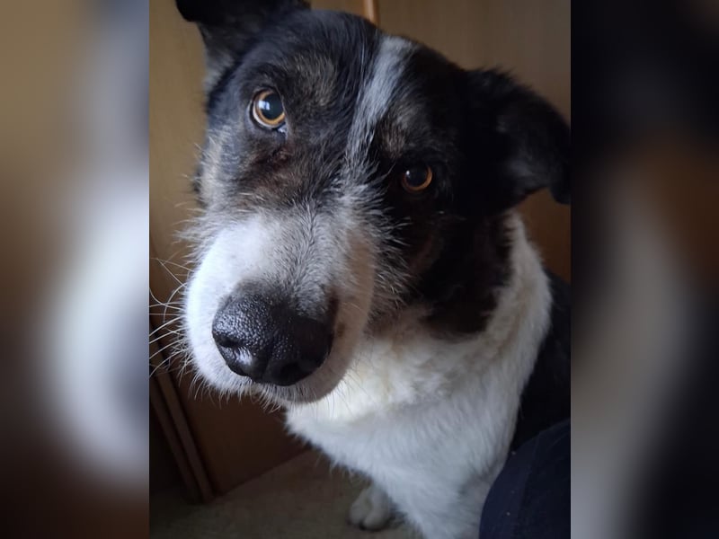 Hier kommt Rich ❤️ ein besonderer Blick der direkt ins Herz geht