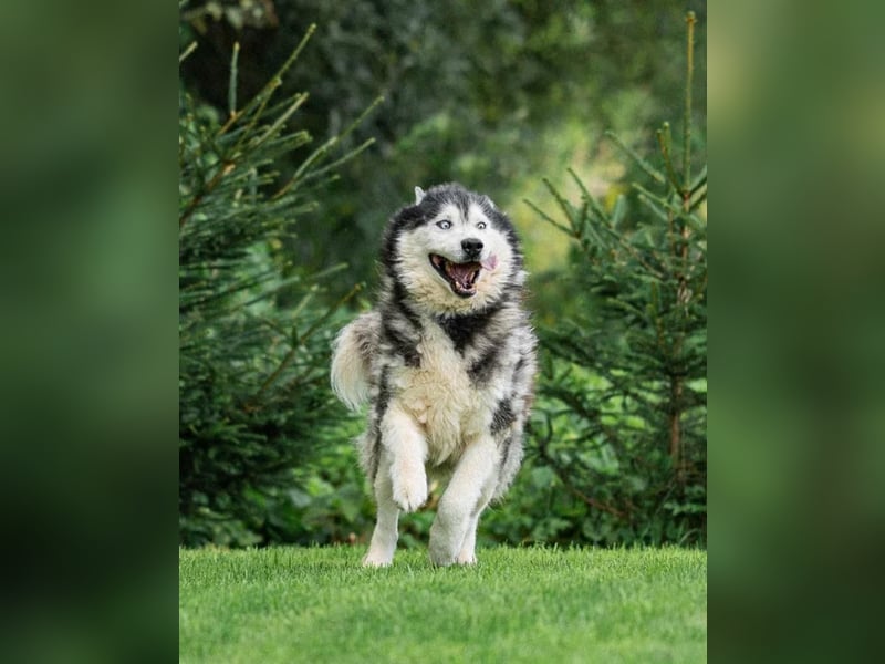 Nord ❤️ ein liebevoller Senior auf der Suche nach seinem Glück