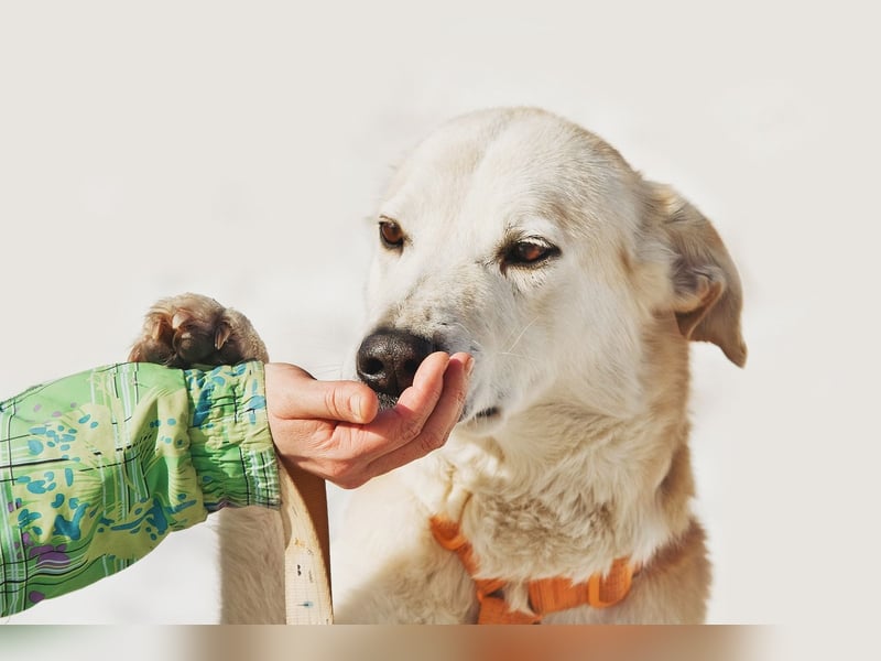 Großer Hund mit großem Herz sucht seine Chance