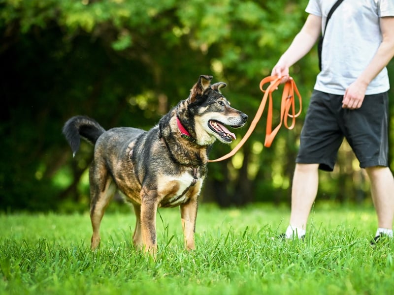 Souveräner Rüde Borman ❤️ mit ruhigem Wesen sucht erfahrenes Zuhause