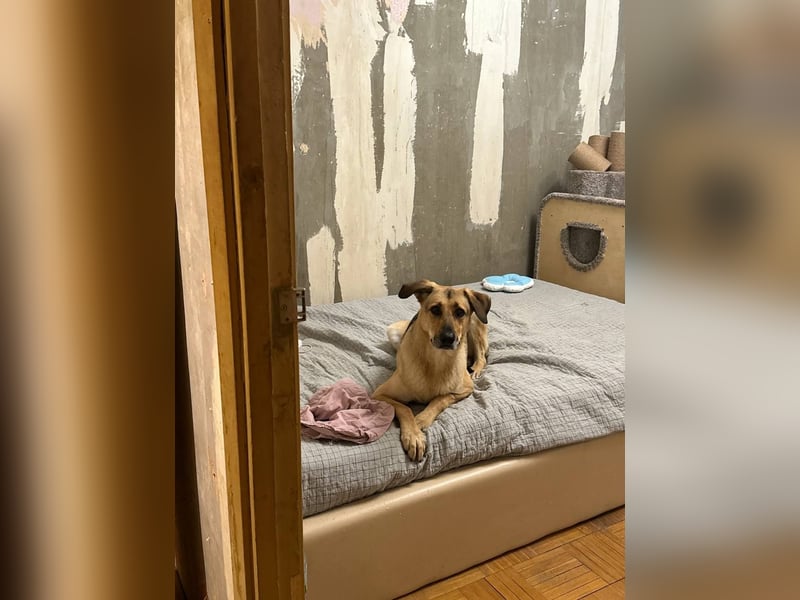 Freundliche Tuchka ❤️ sucht ein ruhigeres Zuhause