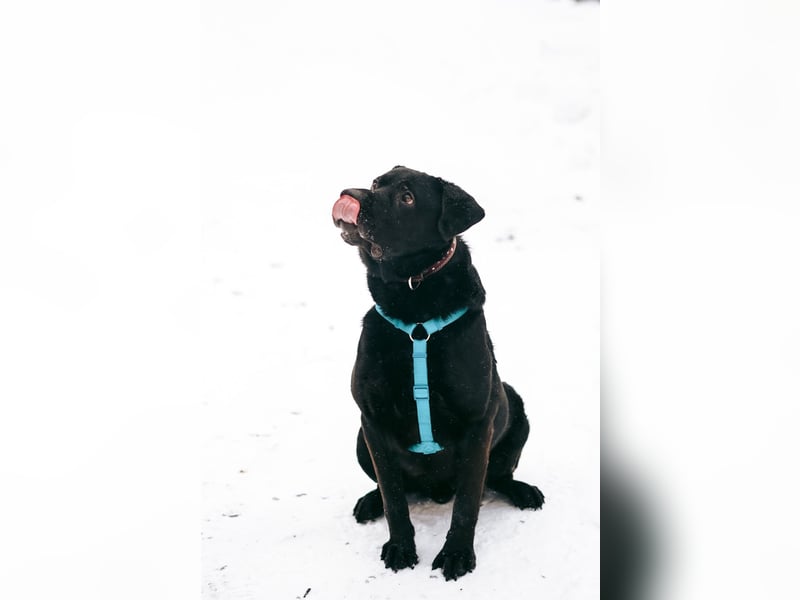 Rash ❤️ Kraftpaket mit großem Herzen sucht aktive Menschen