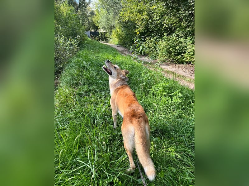 Aktiver und menschenbezogener Rüde Dukat ❤️ sucht Zuhause