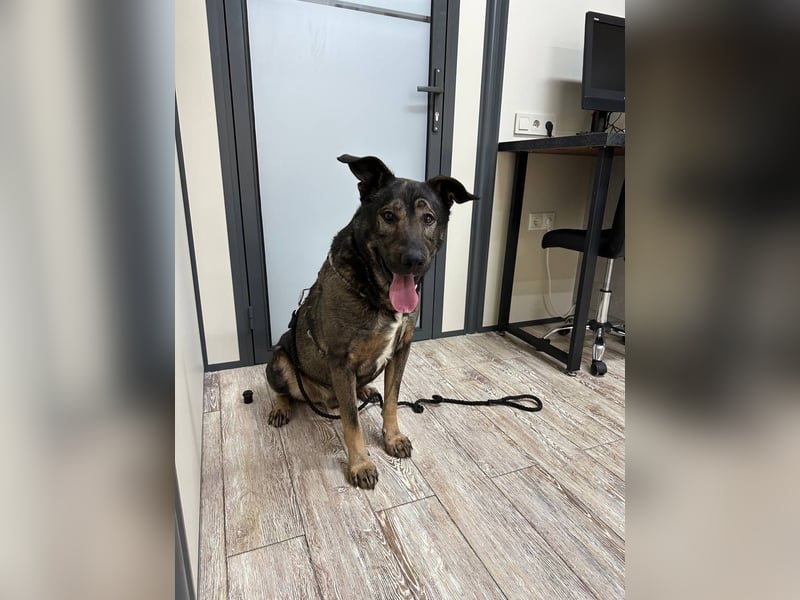 Pupsik ❤️ Sanfter Riese sucht sein Für-immer-Zuhause