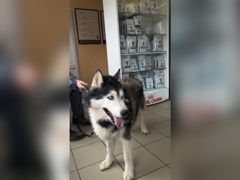 Nord ❤️ ein liebevoller Senior auf der Suche nach seinem Glück