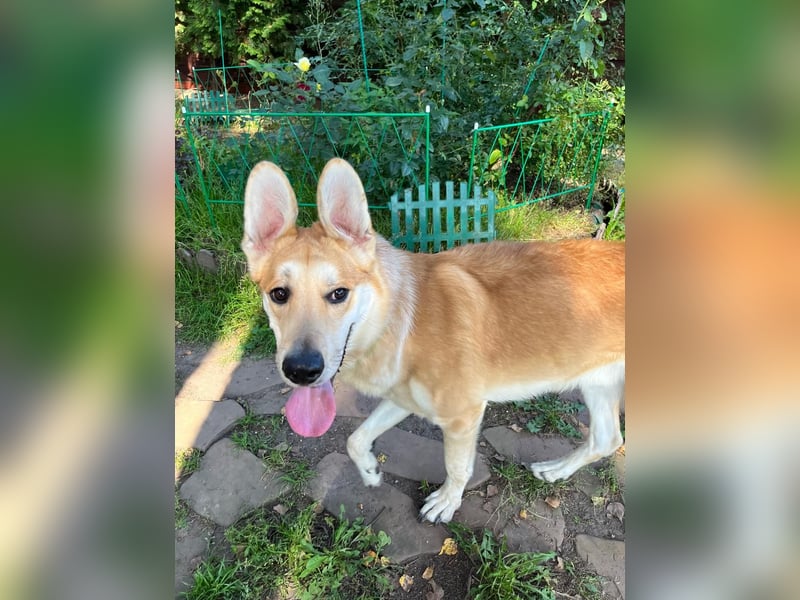 Aktiver und menschenbezogener Rüde Dukat ❤️ sucht Zuhause