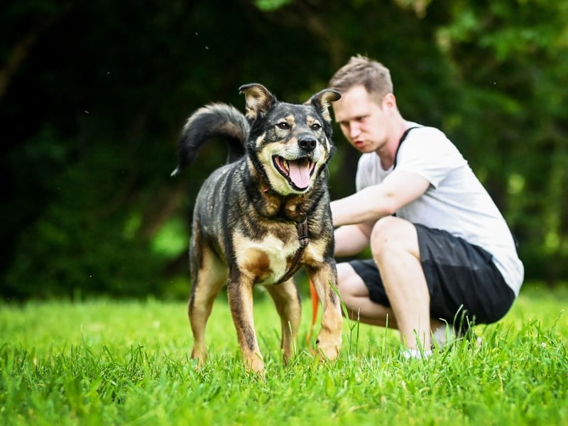 Souveräner Rüde Borman ❤️ mit ruhigem Wesen sucht erfahrenes Zuhause
