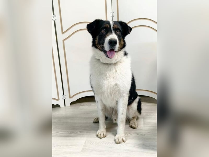 Hier kommt Rich ❤️ ein besonderer Blick der direkt ins Herz geht