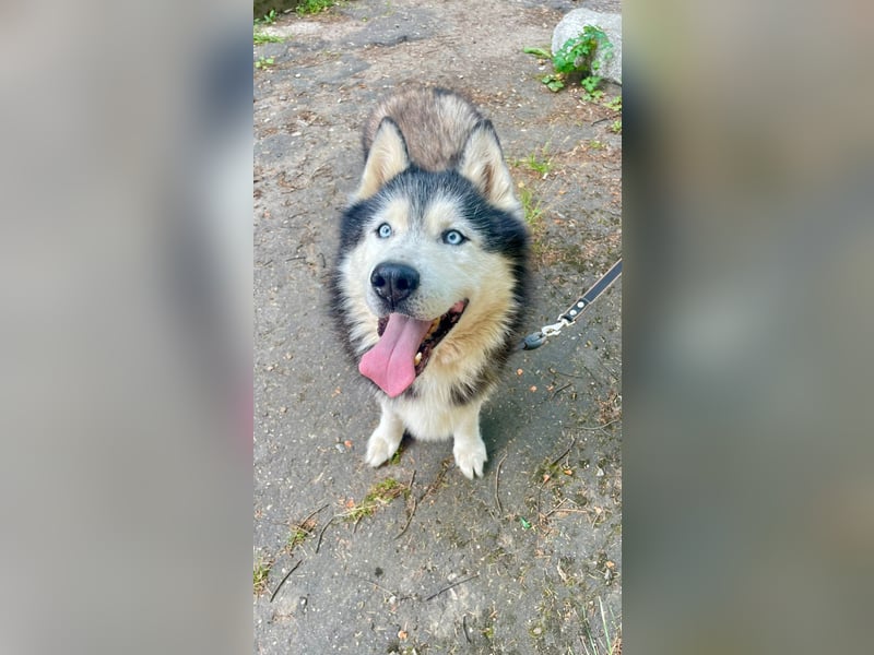 Nord ❤️ ein liebevoller Senior auf der Suche nach seinem Glück