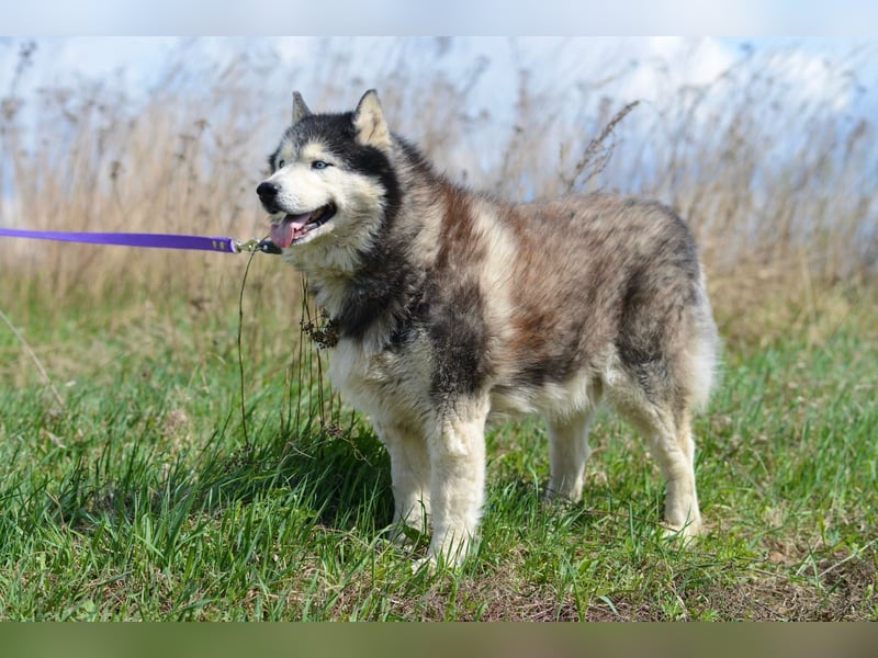 Nord ❤️ ein liebevoller Senior auf der Suche nach seinem Glück