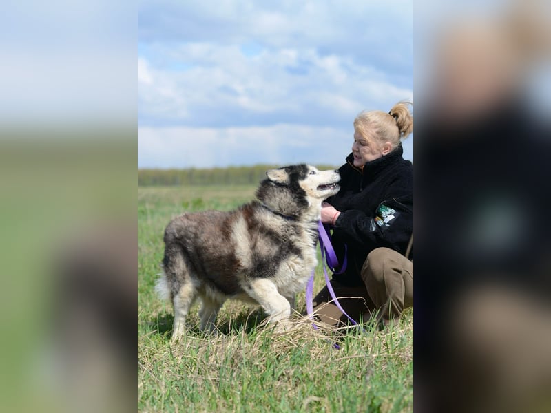 Nord ❤️ ein liebevoller Senior auf der Suche nach seinem Glück