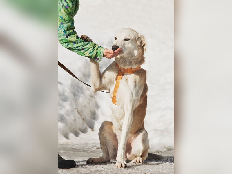Großer Hund mit großem Herz sucht seine Chance